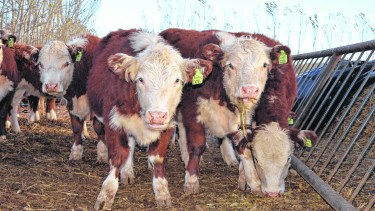Dos de cada 10 animales de la Patagonia están en Neuquén.