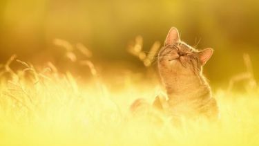 Pronóstico: ¿Suben las máximas este jueves?