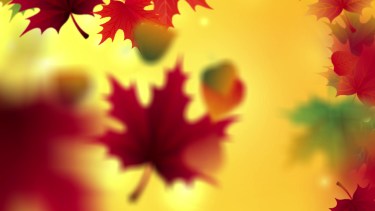 Autumn falling leaves background placeholder animation video colorful