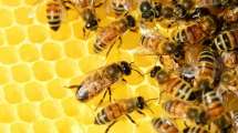Imagen de Una semana para promover el consumo de miel