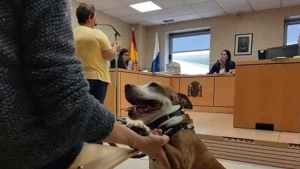 Inédito: perra asiste como testigo a juicio por maltrato animal