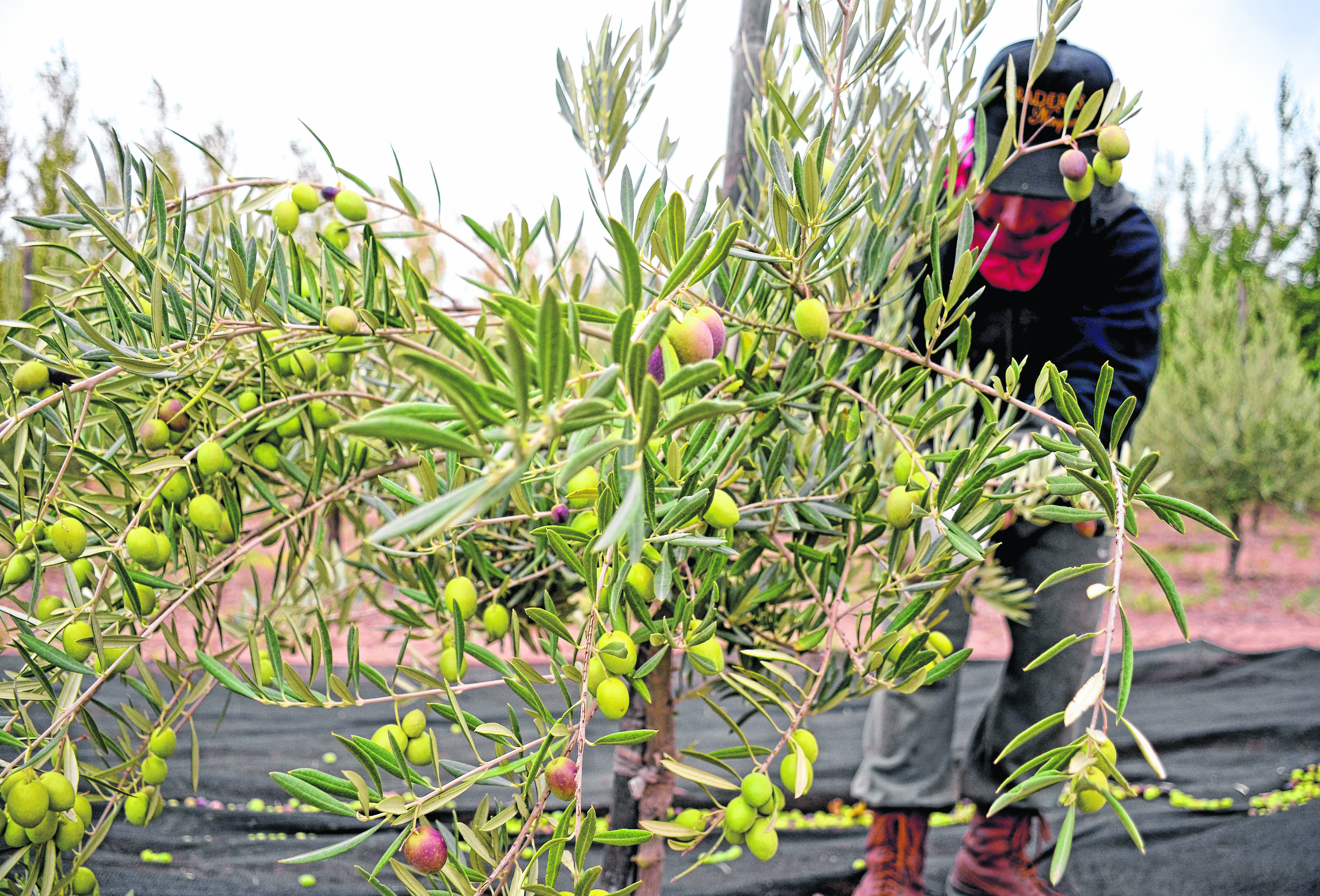 En el emprendimiento Praderas Neuquinas, en Centenario, comenzó la cosecha de olivas. Foto: Mauro Pérez. 