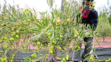 En el emprendimiento Praderas Neuquinas, en Centenario, comenzó la cosecha de olivas. Foto: Mauro Pérez. 