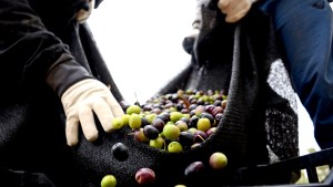 El aceite de oliva local se anota en el mercado con buena calidad