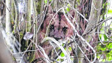 El puma es el enemigo de todos los que, en los campos, cuidan sus rebaños o vacadas.