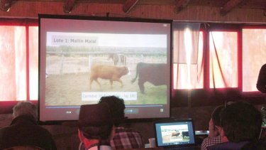 En la estación Agrozootécnica de Chos Malal se realizó el remate por pantalla. Gentileza Ministerio de Producción