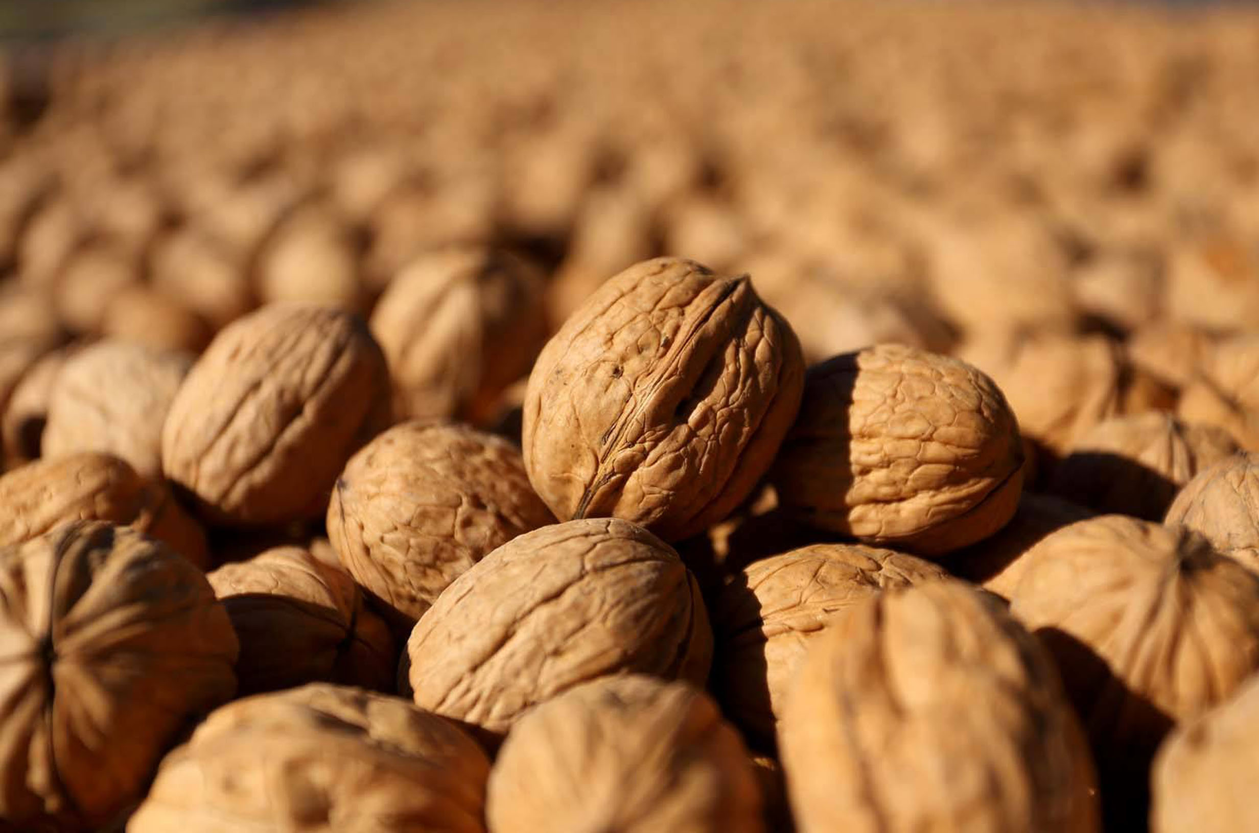Frutos Secos Echan Ra ces En Viedma Para El Mundo