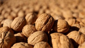 Frutos secos echan raíces en Viedma para el mundo