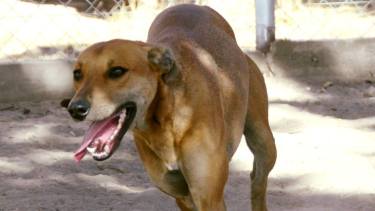 Aun soy 38 los perros en adopción que esperan a una familia. (Gentileza).-