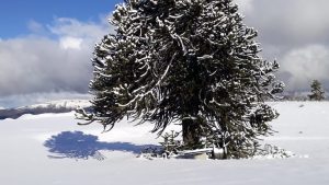 Mirá cómo quedó el cerro Batea Mahuida después de las nevadas