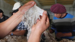 El camino del mohair neuquino hasta llegar a ser una prenda top