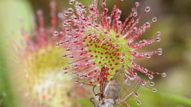 La misteriosa planta se llama Drosera Rotundifolia, y María Fernanda la fotografió, emocionada por el encuentro de aquella tarde del 22 de febrero de 2018. 