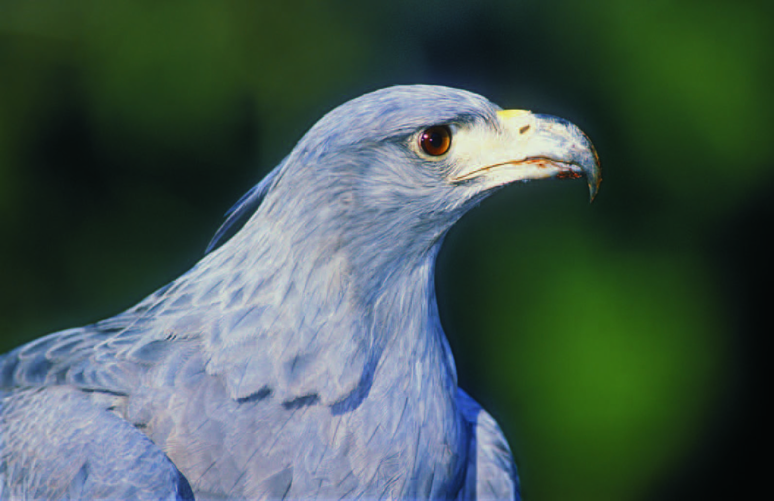 Águila Coronada (Harpyhaliaetus coronatus). Gentileza Áreas Naturales Protegidas de  Neuquén. 
