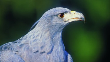 Águila Coronada (Harpyhaliaetus coronatus). Gentileza Áreas Naturales Protegidas de  Neuquén. 
