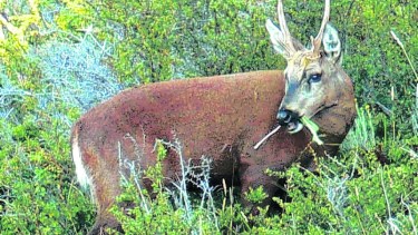 Huemules en peligro de extinción: intentan capturarlos para trasladarlos a un centro de cría