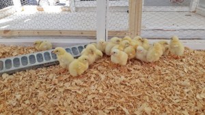 Cómo convertir residuos de frutas en alimento de pollos