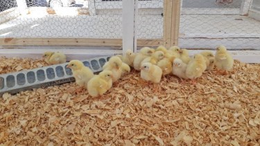Cómo convertir residuos de frutas en alimento de pollos