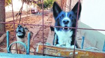 Imagen de Murió su cuidador y le buscan dueños a 45 perros