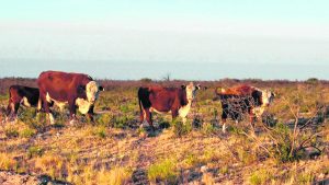 Denuncian robos millonarios de animales y herramientas en campos de Catriel