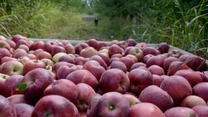 Efecto de la política antiexportadora: Paraguay pasó a ser el principal destino de la manzana del Valle