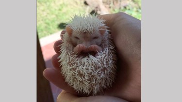 El pequeño mamífero con púas. Foto: Facebook 