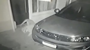 Tremendo susto: un puma entró a una propiedad en Casa de Piedra