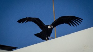 Visita inesperada: un cóndor sobrevuela la zona céntrica de Neuquén