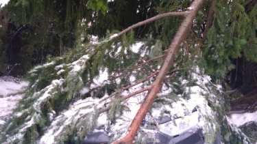 Cayó una rama de gran porte sobre un auto por la nevada