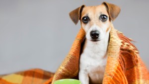 Calefacción: ¿afecta o no a las mascotas?