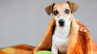 Calefacción: ¿afecta o no a las mascotas?