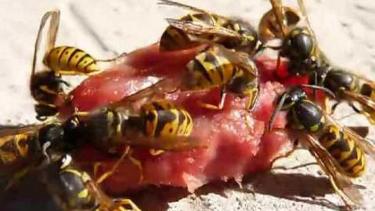 Las colonias generalmente son subterráneas y están conformadas por miles de individuos. Foto: archivo