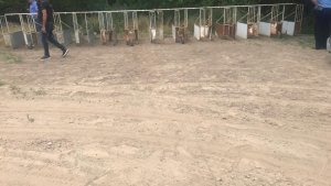 Investigan a un hombre por carreras clandestinas de galgos en Plaza Huincul