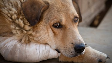 Los policía neuquinos aprenden cómo actuar frente a un caso de maltrato animal.