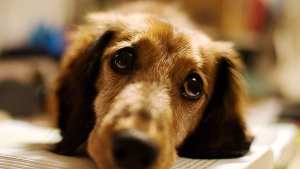 Científicos descubren por qué los perros tienen esa mirada triste