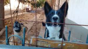 Piden colaboración para dar en adopción a 45 perros abandonados en Centenario