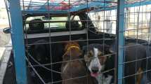 Imagen de Roca: Los perros retirados de la plaza ya están a resguardo