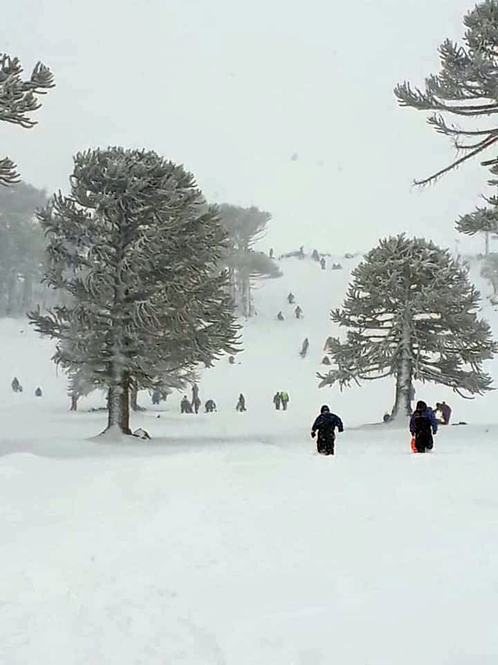 El parque de nieve Primeros Pinos a 50 km de Zapala en una imagen de archivo. Este año, aunque esta cerrado y sin servicios, igual hay visitantes. 