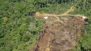 Bolsonaro aseguró que no hay deforestación en el Amazonas