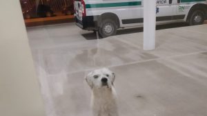 Conocé la historia del perro que esperó a su dueño herido en el hospital de Allen