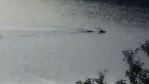 Video: ¿Viste al ciervo nadando en el Nahuel Huapi?