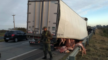 Video: se llevaron los cerdos de un camión que sufrió un desperfecto en la ruta