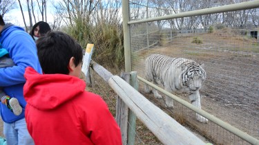 Los tigres de Bengala son los preferidos de los chicos. (Foto: Alejandro Carnevale)