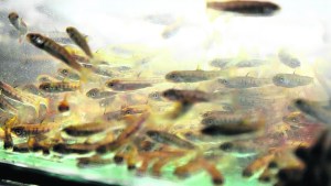 Incuban 18.000 ovas de trucha marrón en Villa Regina