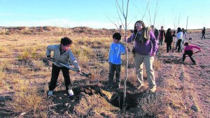 Suman 36.000 plantas para forestar la Región Sur