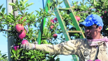 Las aplicaciones de agroquímicos son claves para poder obtener fruta de calidad.