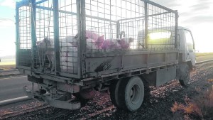 Senasa refuerza los controles  en las rutas