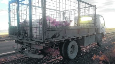 La prueba de que el vehículo no estaba autorizado para trasladar los cerdos.  (Foto: Gentileza prensa Senasa)