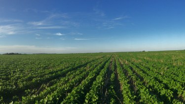 Investigación de barilochenses reveló consecuencias de los monocultivos