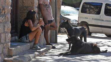 Roca: buscan controlar la sobrepoblación de perros callejeros