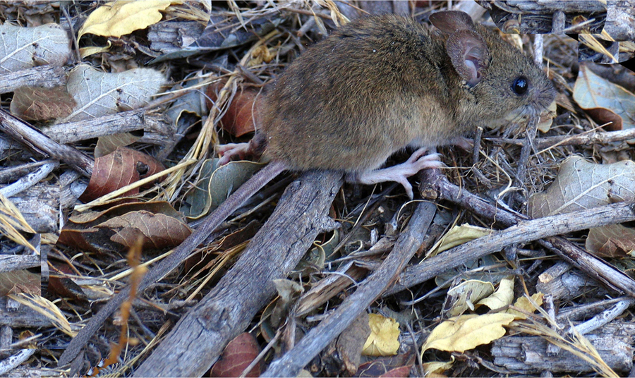 Se estima que ahora hay 1500 ratones por hectárea, sobre un promedio general de diez. 
(Foto: Wikipedia)